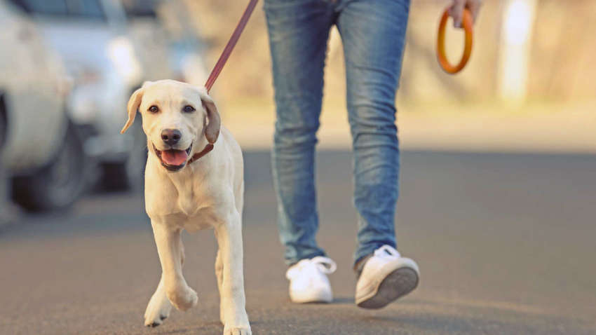 Харків'яни намагаються орендувати собак для прогулянок на карантині, але отримують відмови