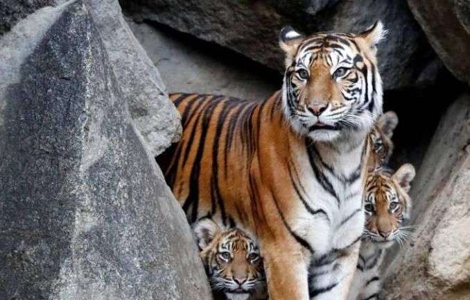 Коронавірус виявили у тигрів і левів у зоопарку Нью-Йорка