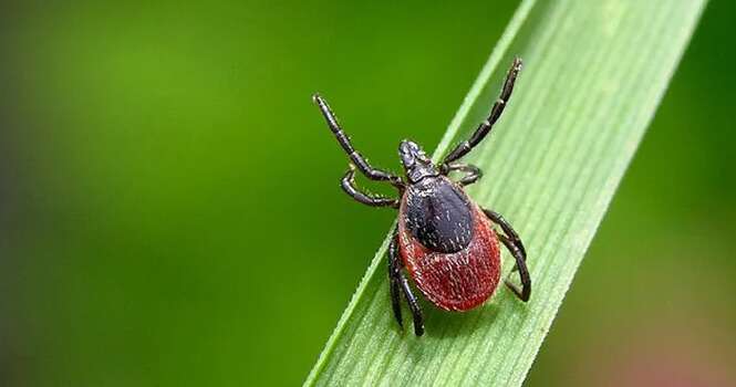 Это растение работает как магнит для клещей: его лучше избегать