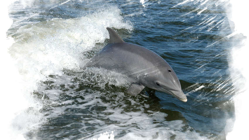 Недалеко від затонулого танкера Delfi в Одесі знайшли мертвого дельфіна Недалеко від затонулого танкера Delfi в Одесі знайшли мертвого дельфіна
