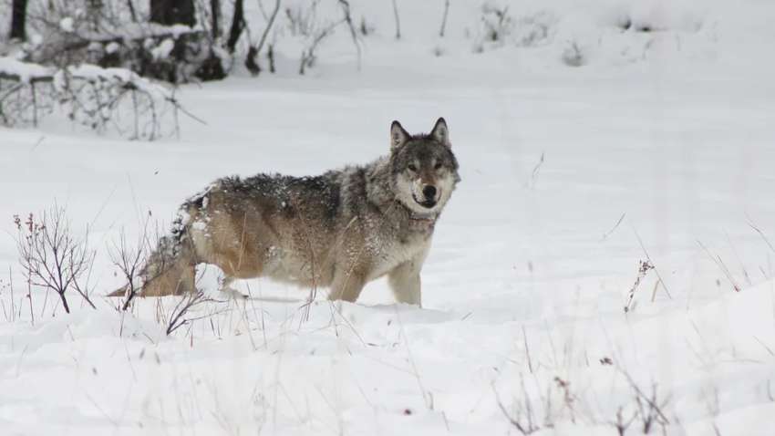 Вбито "королеву вовків": вона прожила 11 років