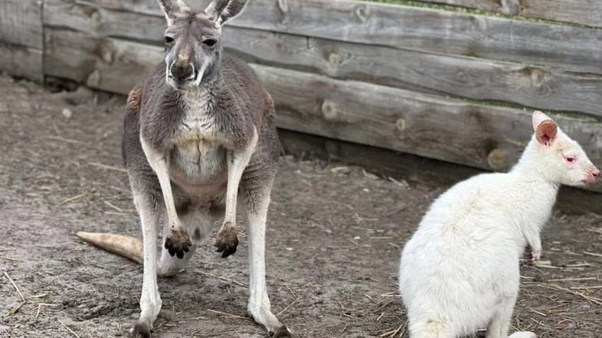 Экопарк "Ковалевка" принимает эвакуированных животных из Харькова: какая помощь нужна 