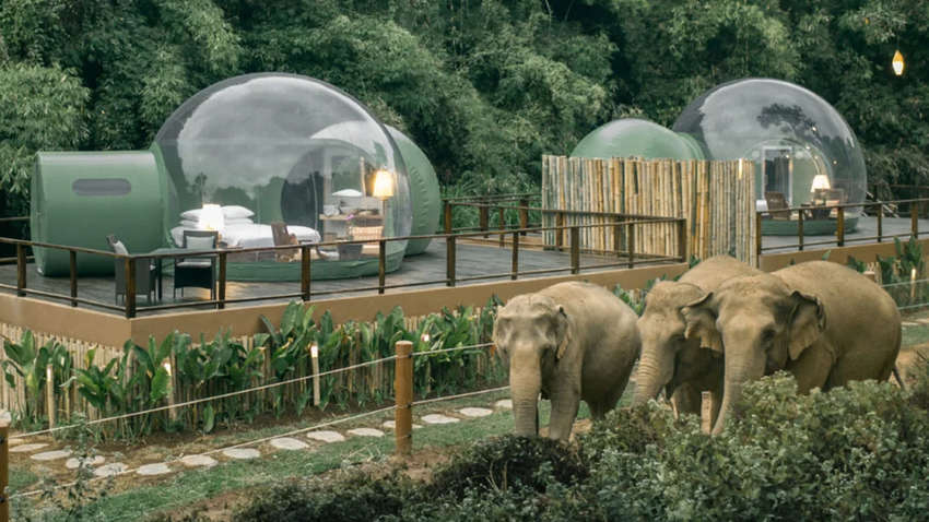 Готель в Таїланді пропонує жити по сусідству зі слонами