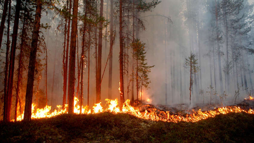 Лесные пожары в Херсонской области: оккупанты запрещают местным тушить, а огонь подошел к поселкам