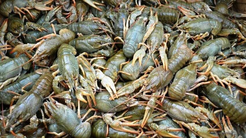 На Харківщині чоловік виловив риби і раків на 1,3 мільйона гривень