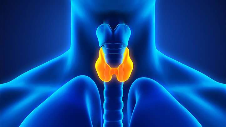 Скрытая болезнь щитовидки: какие симптомы не следует игнорировать