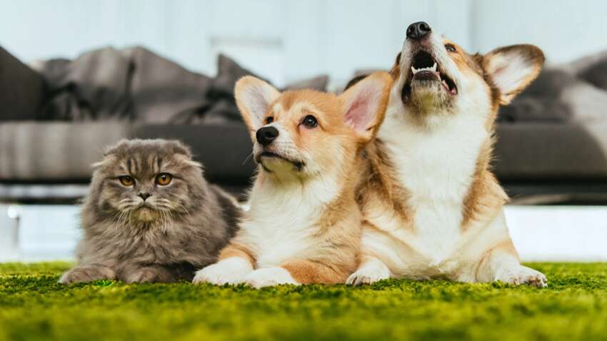 Теперь как в Европе: владельцев домашних животных ошарашили новыми нормами содержания 