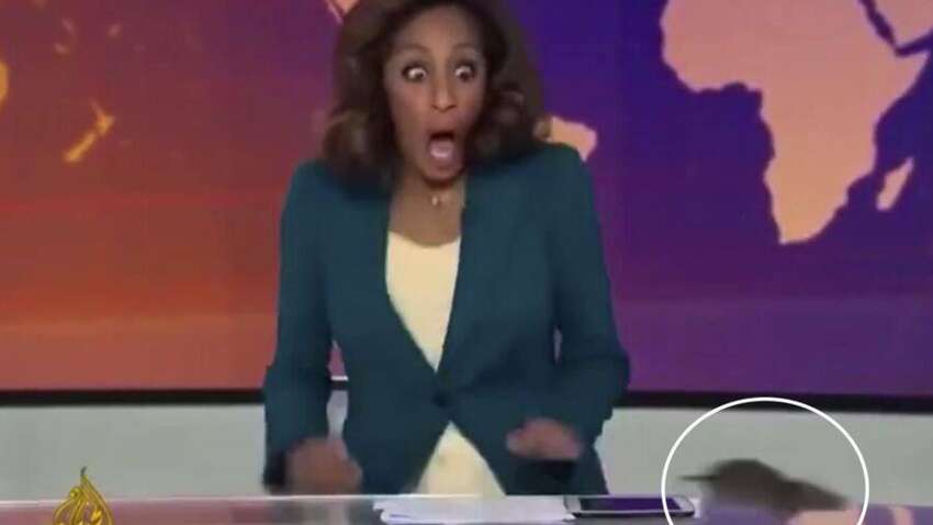 Крыса испугала ведущую в прямом эфире: что произошло на самом деле (ВИДЕО)