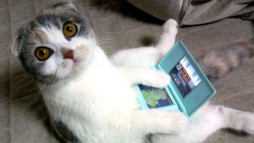 Минутка позитива: объявления о животных, которые заставят вас улыбнуться (ФОТО) Минутка позитива: объявления о животных, которые заставят вас улыбнуться (ФОТО)