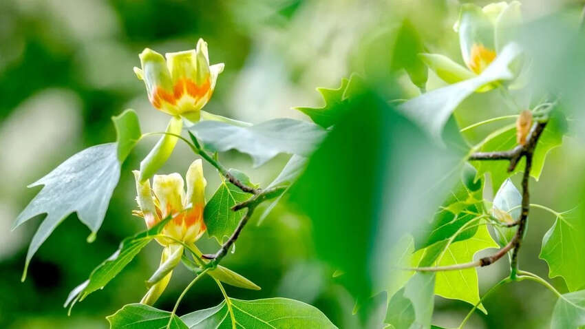 Яке церковне свято 6 червня: чому день сповнений звичаїв і прикмет