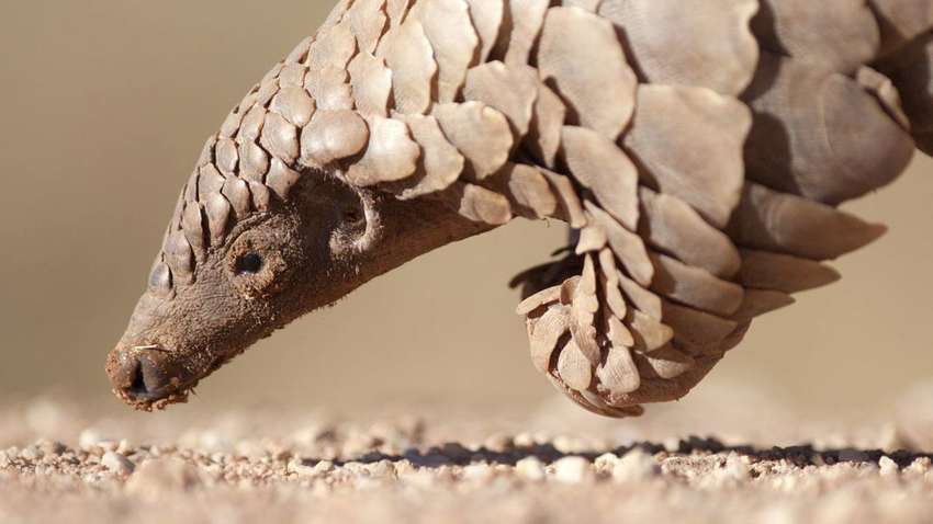 В Китае назвали возможного носителя смертельного коронавируса