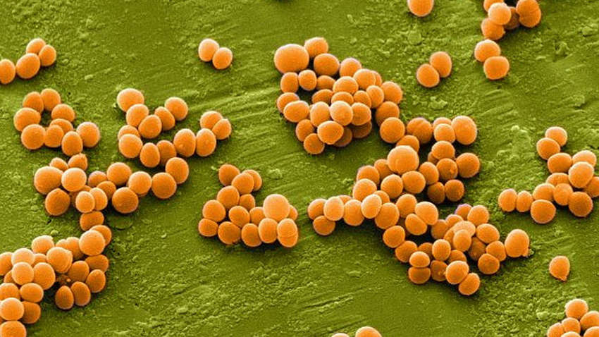 Вчені виявили гени, які захищають від небезпечної бактерії