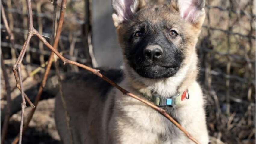 Конкуренция Патрону: кто может стать новыми блогерами-спасателями