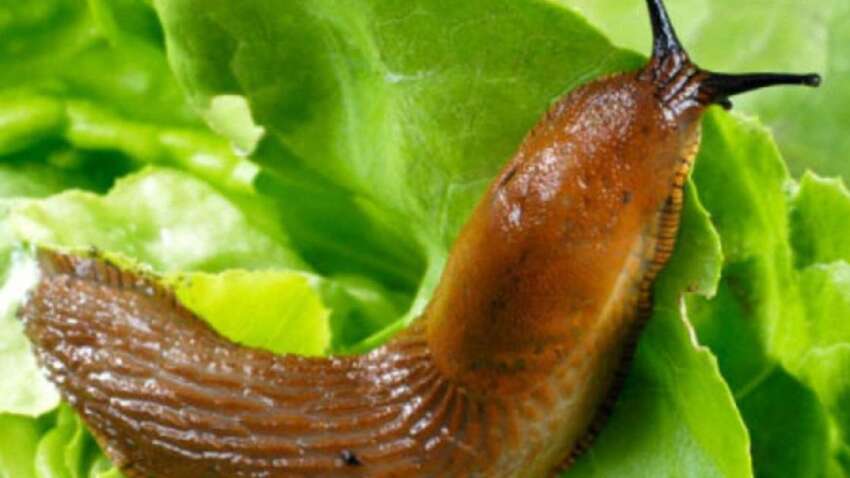 Улитки съедят огород за несколько ночей: что действительно работает против прожорливых вредителей, а что пустая трата времени