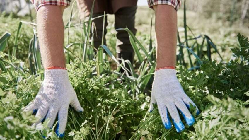 Как убрать сорняки без химии: секрет идеального огорода вас поразит