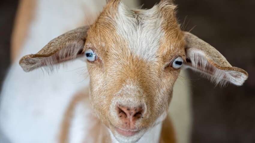 Чому вівці мають прямокутні зіниці, а не круглі: пояснення вчених