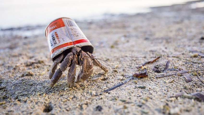 Креветки-единороги и краб-отшельник: лучшие подводные фото 2020 года