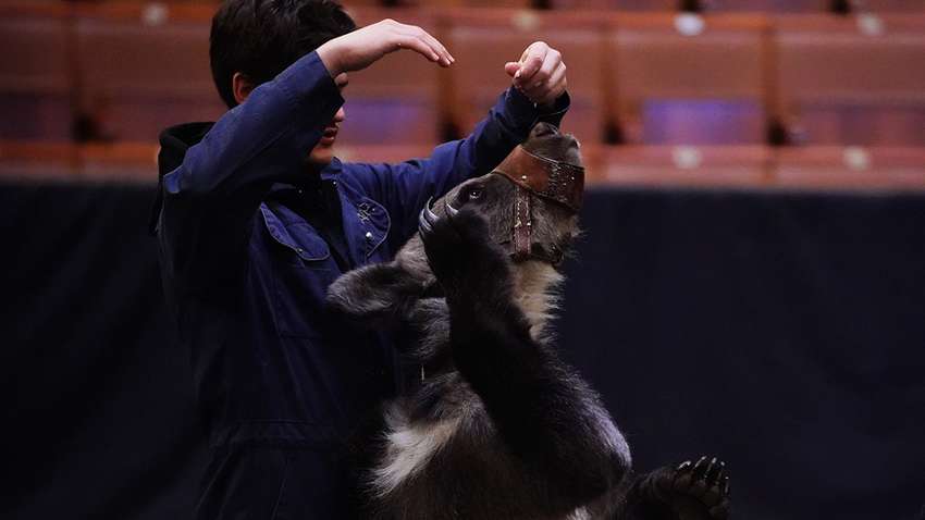 У Росії ведмідь напав на жінку під час виступу на арені цирку У Росії ведмідь напав на жінку під час виступу на арені цирку