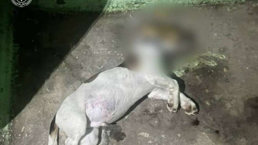 Трагедия в Киеве: во время ссоры подруга выбросила собаку из окна