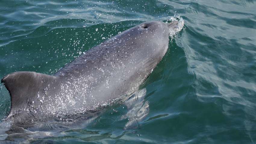 Бонус пандемії: рідкісні дельфіни повертаються в Китай (ВІДЕО)