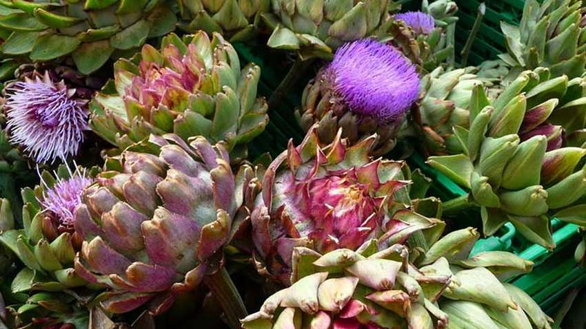 Названо рослину, яка очищає кров від холестерину Названо рослину, яка очищає кров від холестерину