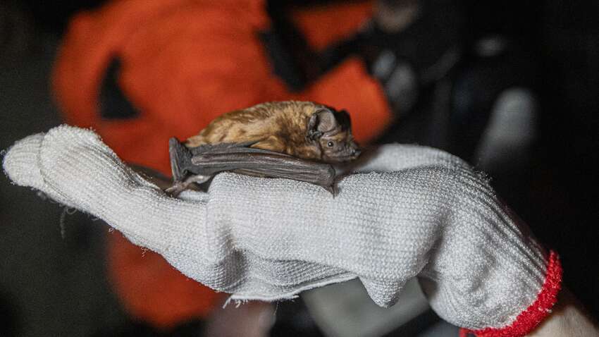 В Харькове выпустили в природу тысячу летучих мышей В Харькове выпустили в природу тысячу летучих мышей