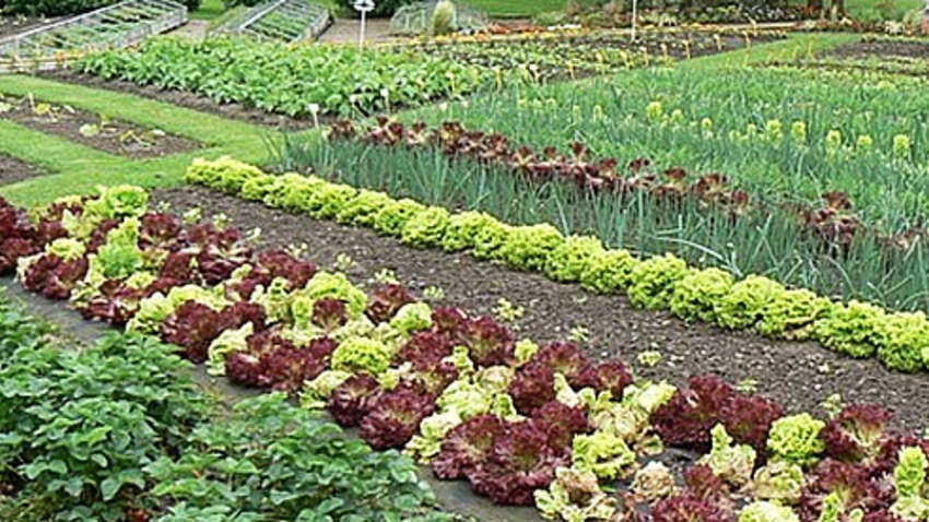 Секрет ідеального врожаю: які овочі потрібно садити поруч, щоб отримати максимум