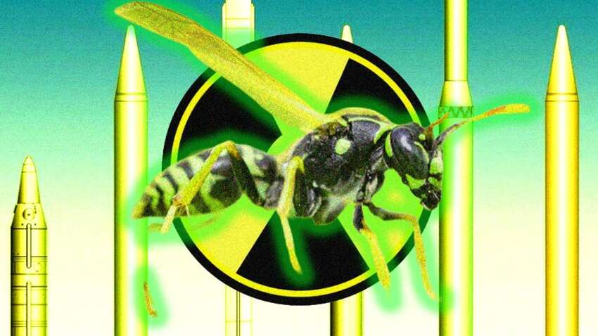 Радиоактивное осиное гнездо: неожиданное открытие на бывшей ядерной базе в США