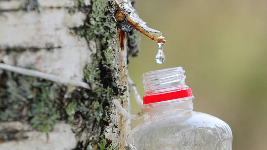 Прикмети 29 березня: що можна і не можна робити сьогодні Прикмети 29 березня: що можна і не можна робити сьогодні