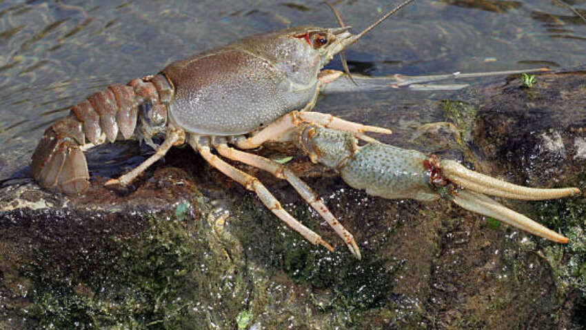 Раковая "облава" стартовала: за отлов одного рака — 3 332 грн, а за нарушения могут и уголовно привлечь