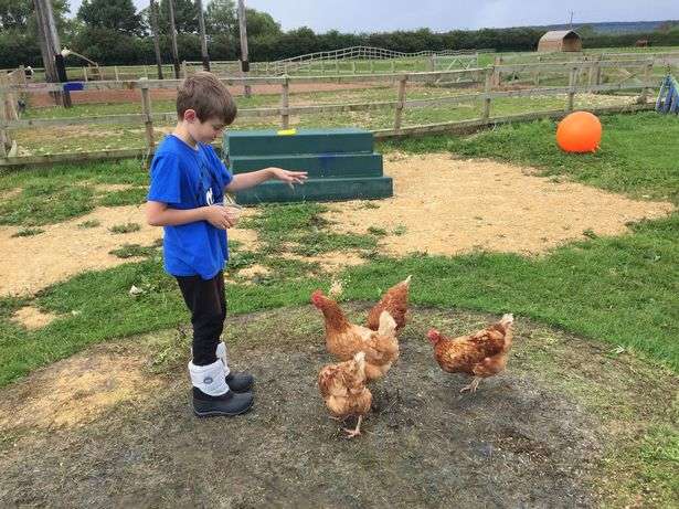 В Америці курчата полегшують процес навчання дітям-аутистам