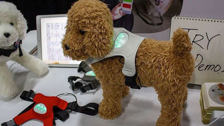 Японці створили смарт-одяг для собак: датчики визначають емоцію і показують її кольором