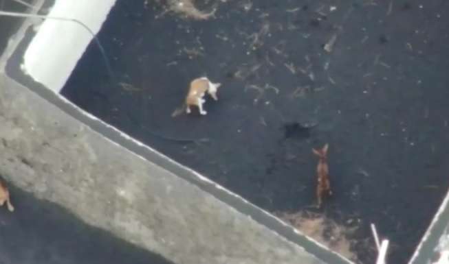 На іспанському острові Пальма врятували собак, які опинилися оточені  лавою (ВІДЕО)