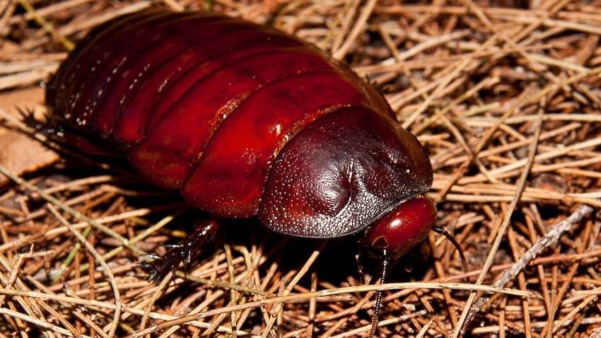 Топ насекомых-гигантов со всего мира