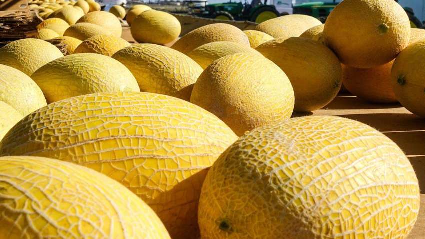 В Украине подскочила цена на дыни: какая стоимость В Украине подскочила цена на дыни: какая стоимость