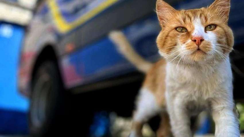 Перш ніж завести двигун, перевірте авто: поліція дає поради на осінь