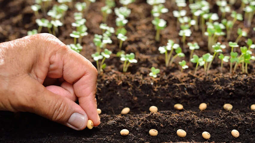 Що першим висіяти цієї весни: секрети від агрономів для врожайного сезону