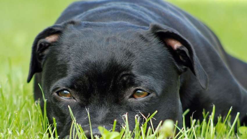 В Великобритании домашняя собака растерзала ребёнка 