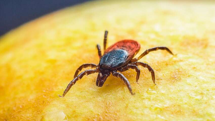 Перша допомога при укусі кліща: що категорично заборонено робити