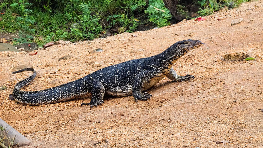 Величезний варан влаштував безлад у магазині Таїланду (ВІДЕО)