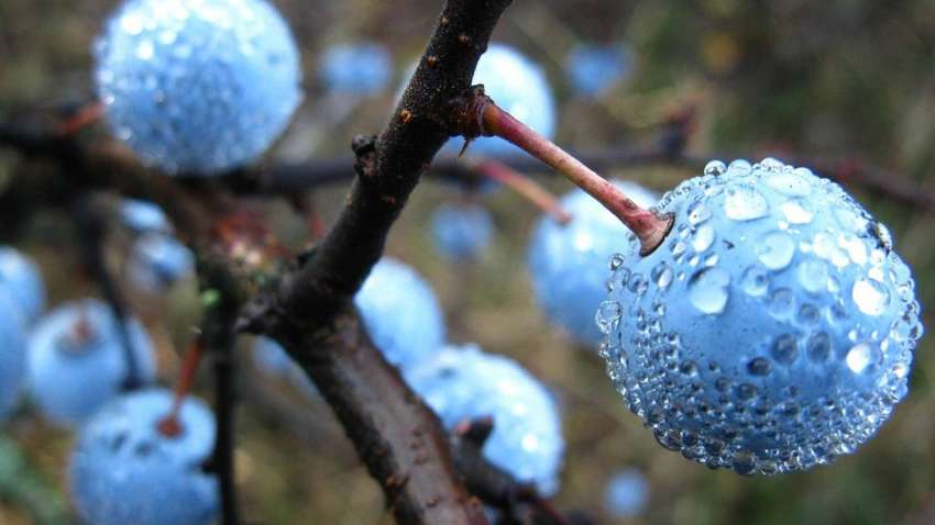 В Украине подешевела популярная ягода В Украине подешевела популярная ягода