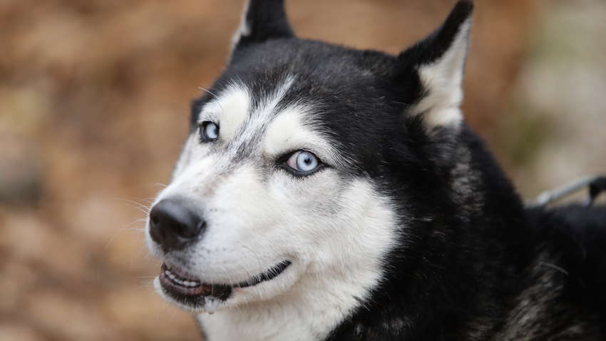 "Продавати собак не треба": Нафтогаз заспокоїв українців наявністю пільг