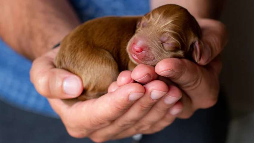 Кращі знімки дикої природи від соціальної мережі Agora