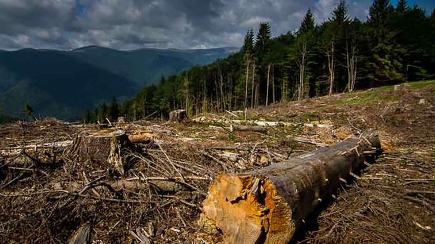 "Хватит рубить": Рада запретила массовую вырубку леса в Карпатах