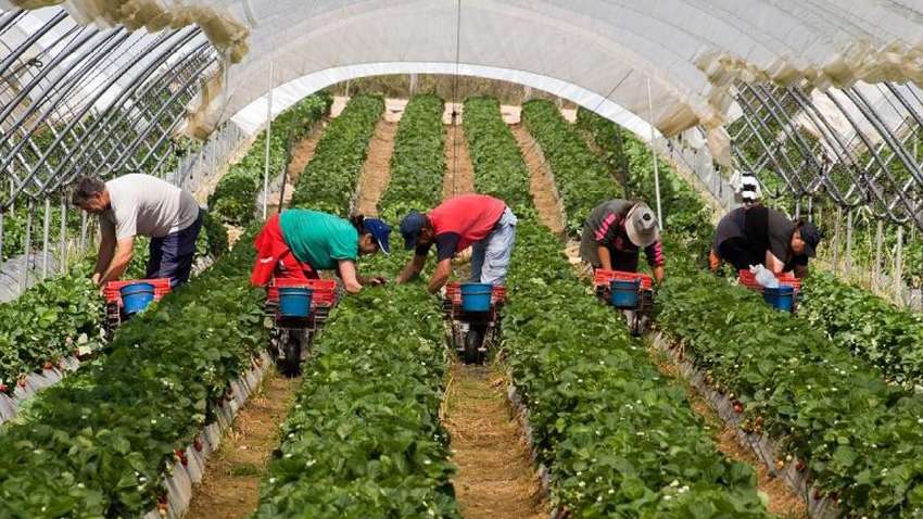 На заработки в Польшу: куда берут украинцев во время карантина