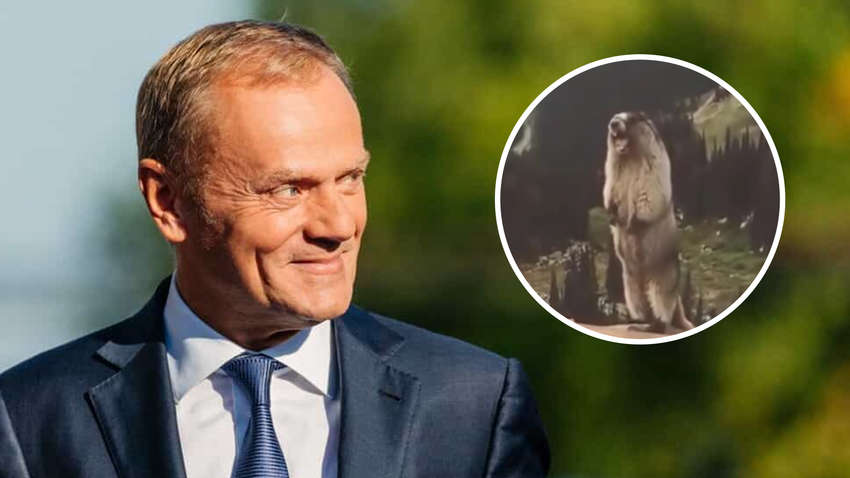 У всьому винні бобри: прем’єр Польщі Туск анонсує боротьбу через повінь У всьому винні бобри: прем’єр Польщі Туск анонсує боротьбу через повінь