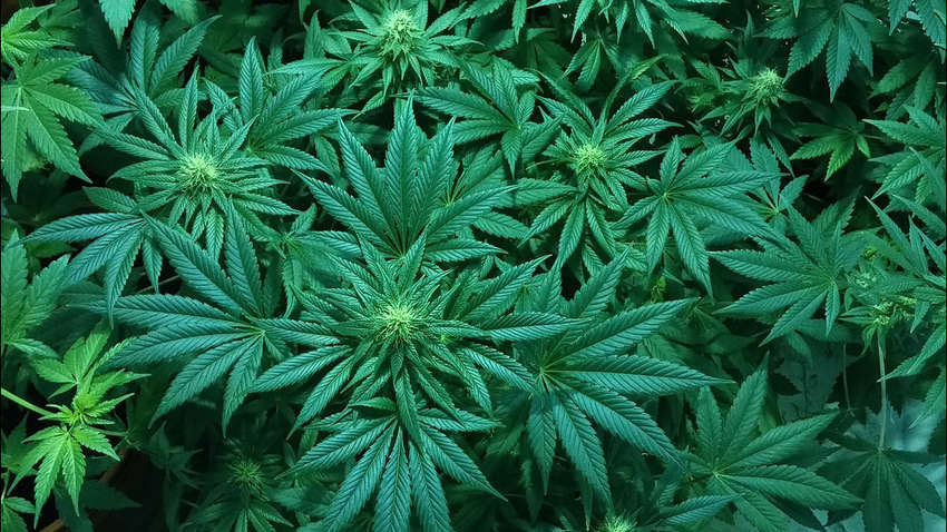 В Нью-Йорку легалізували марихуану