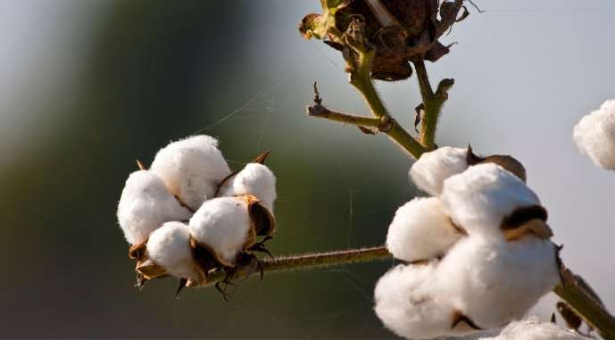 В Украине начали выращивать компонент для производства пороха: почему это важно В Украине начали выращивать компонент для производства пороха: почему это важно