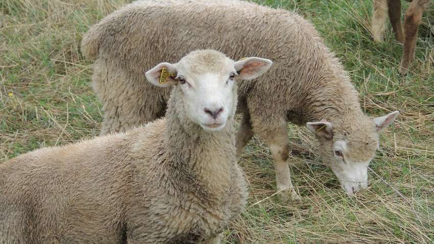 Туреччина нагодує жертовним м'ясом 4.5 мільйона мусульман у всьому світі