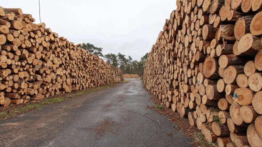 Скандал с русской древесиной: Китай прикрывает незаконный экспорт в ЕС, а европейская отрасль бьет тревогу